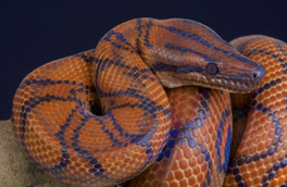 Boa Vs. Python! What Are The “Real” Differences!? — Wisconsin